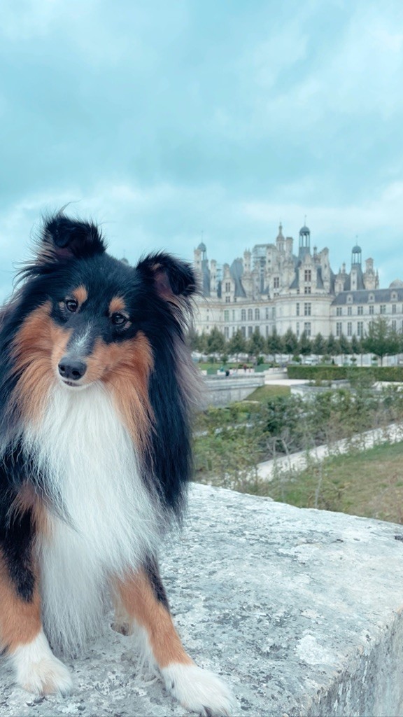 Remus lupin Des Terres De Lunard