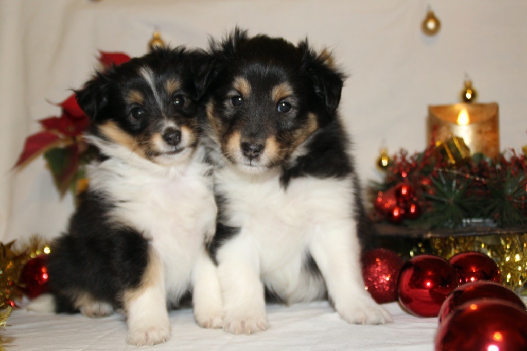 Nos chiots 