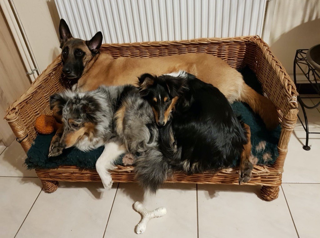 Nos chiens 