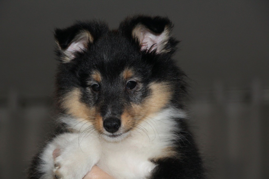 Des Terres De Lunard - Shetland Sheepdog - Portée née le 06/12/2022